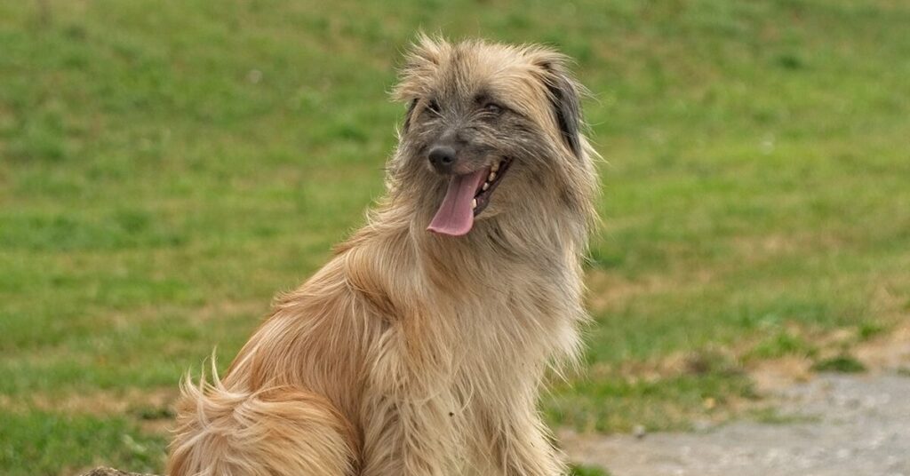 pyrenean-shepherd_rare-dog-breeds