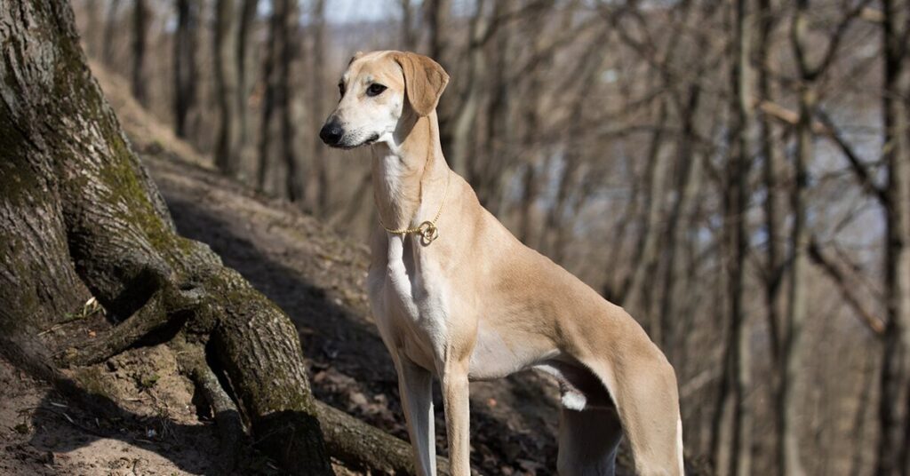sloughi_rare-dog-breeds