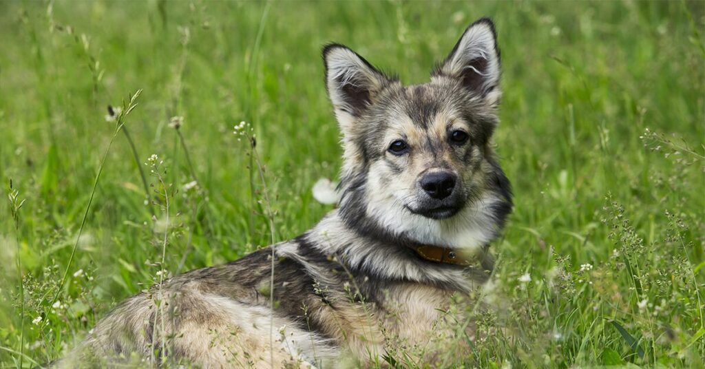 swedish-vallhund_rare-dog-breeds