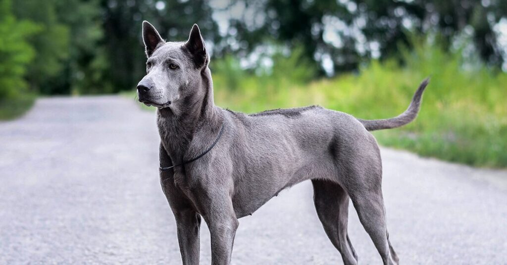 thai-ridgeback_rare-dog-breeds