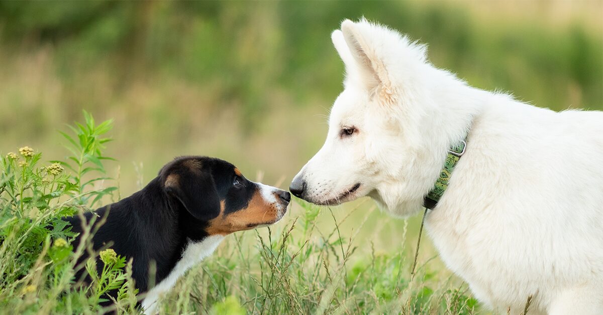 can a 7 week old puppy be around other dogs