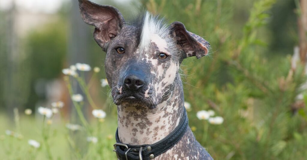 xoloitzcuintli_rare-dog-breeds