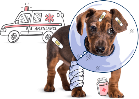 injured dog with ambulance in background and illustrated elizabethan collar and bandage
