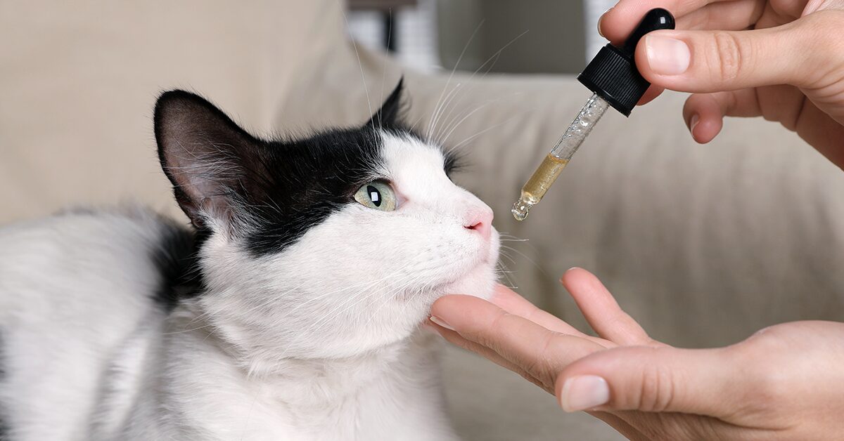 CBD for Cats: Health Benefits, Safety & Usage — Pumpkin®