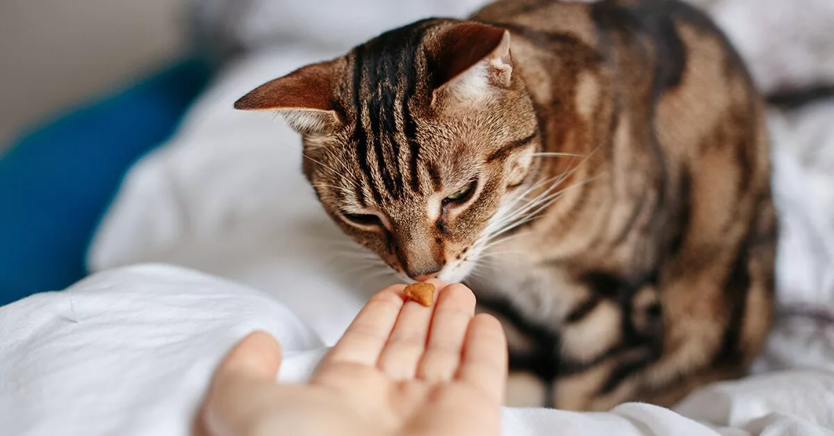 Raw Food 101 l 3 Raw Cat Treats Your Cat Will Love