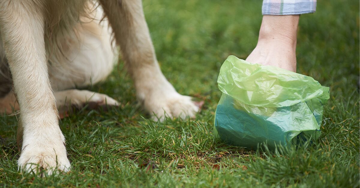 The Best Dog Poop Bags