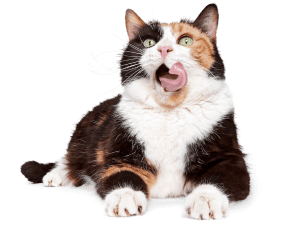 Cat insurance image of cat yawning.