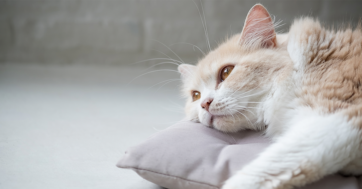How To Know If Your Cat Is Dehydrated - Pumpkin®