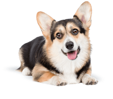 Dog insurance image of lying image.