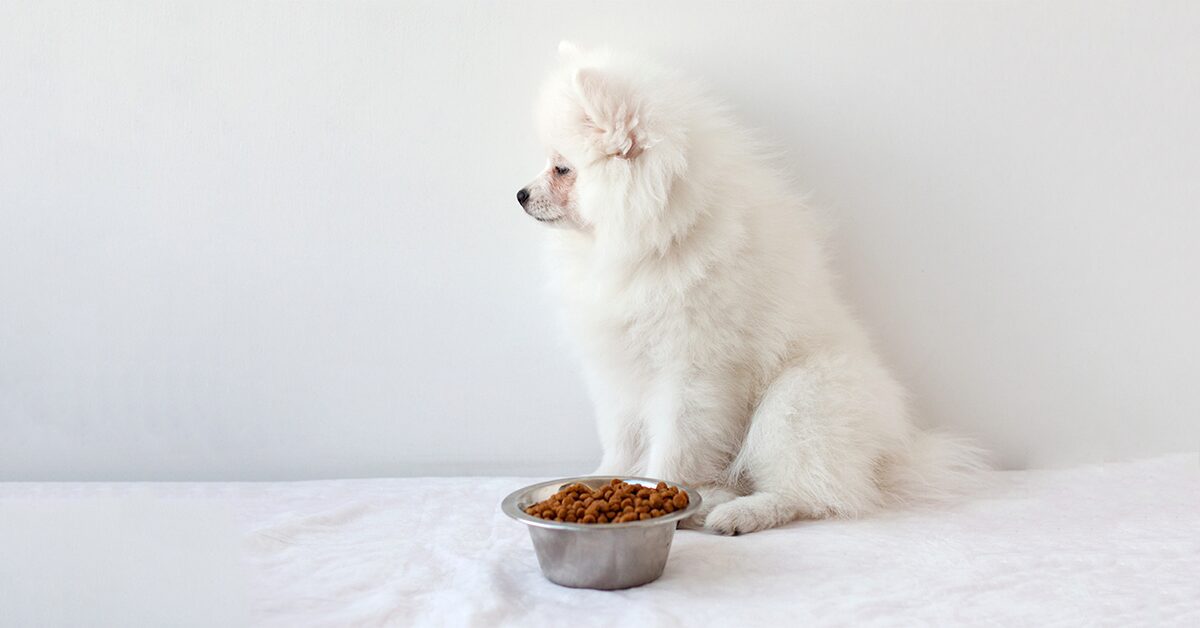 My New Puppy Won’t Eat: What Should I Do? - Pumpkin®