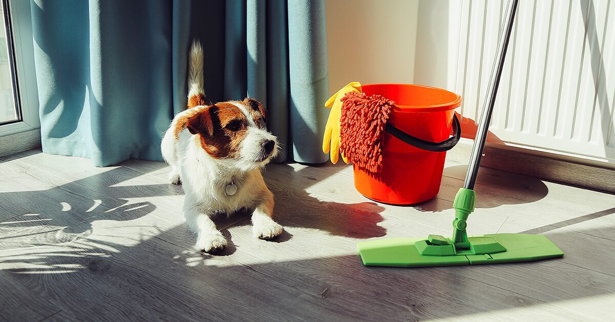 best product to remove dog urine smell from carpet