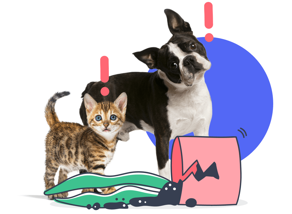 Pet insurance for common accidents and illnesses.