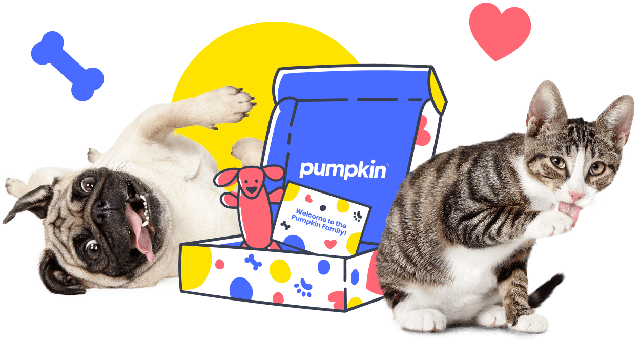 Pumpkin - Pet Insurance for Dogs & Cats
