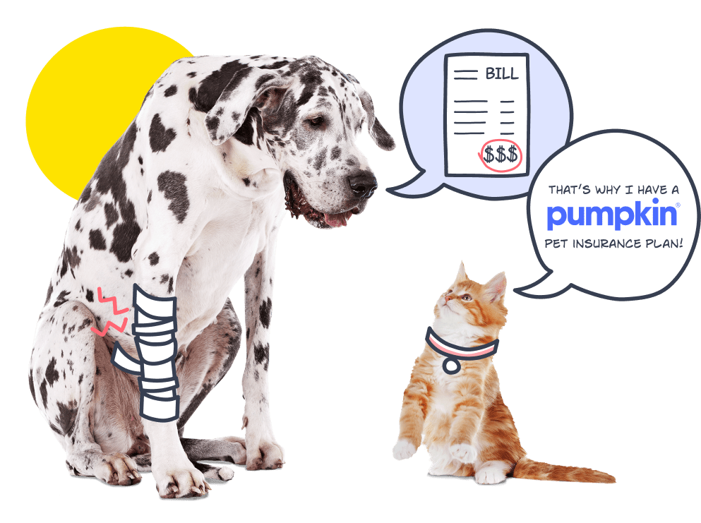 Pet insurance for injured cats and dogs.