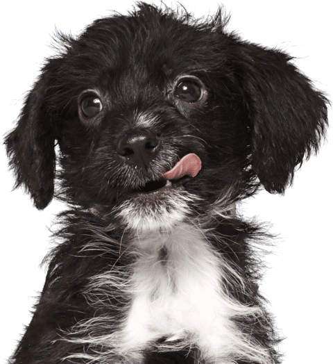 how much is pet insurance for a puppy