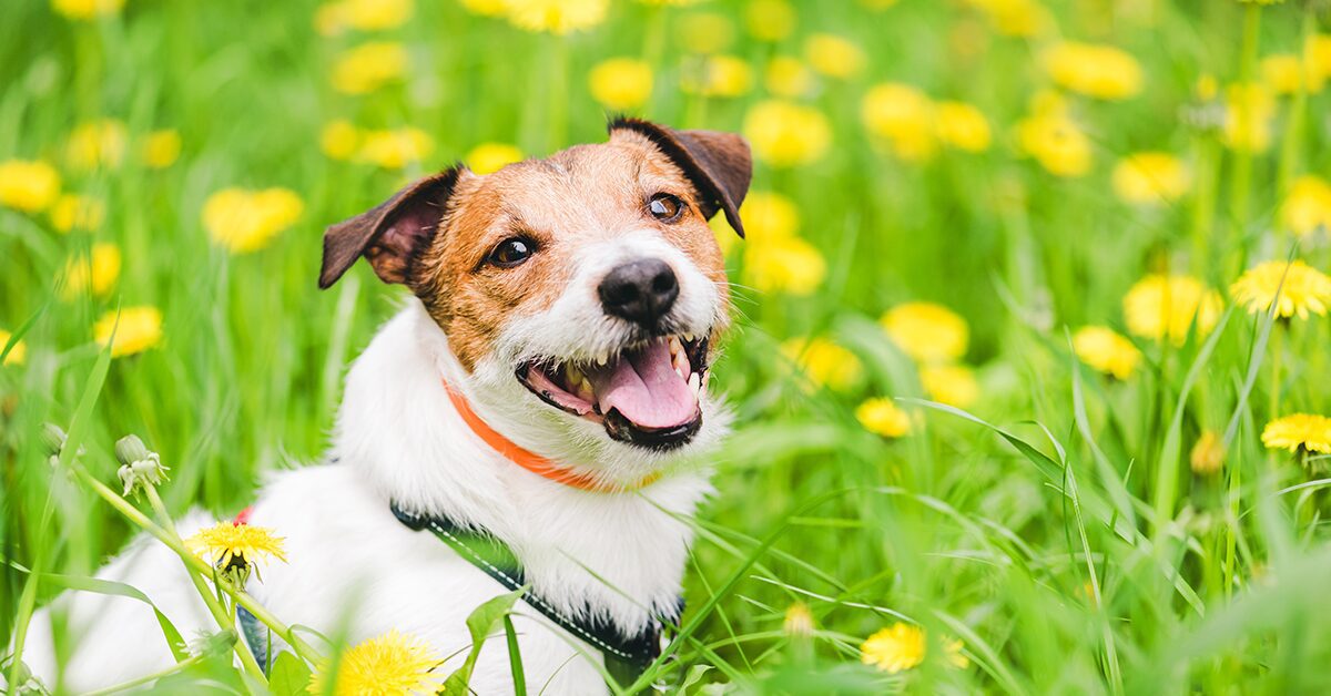 best flea and tick for puppies