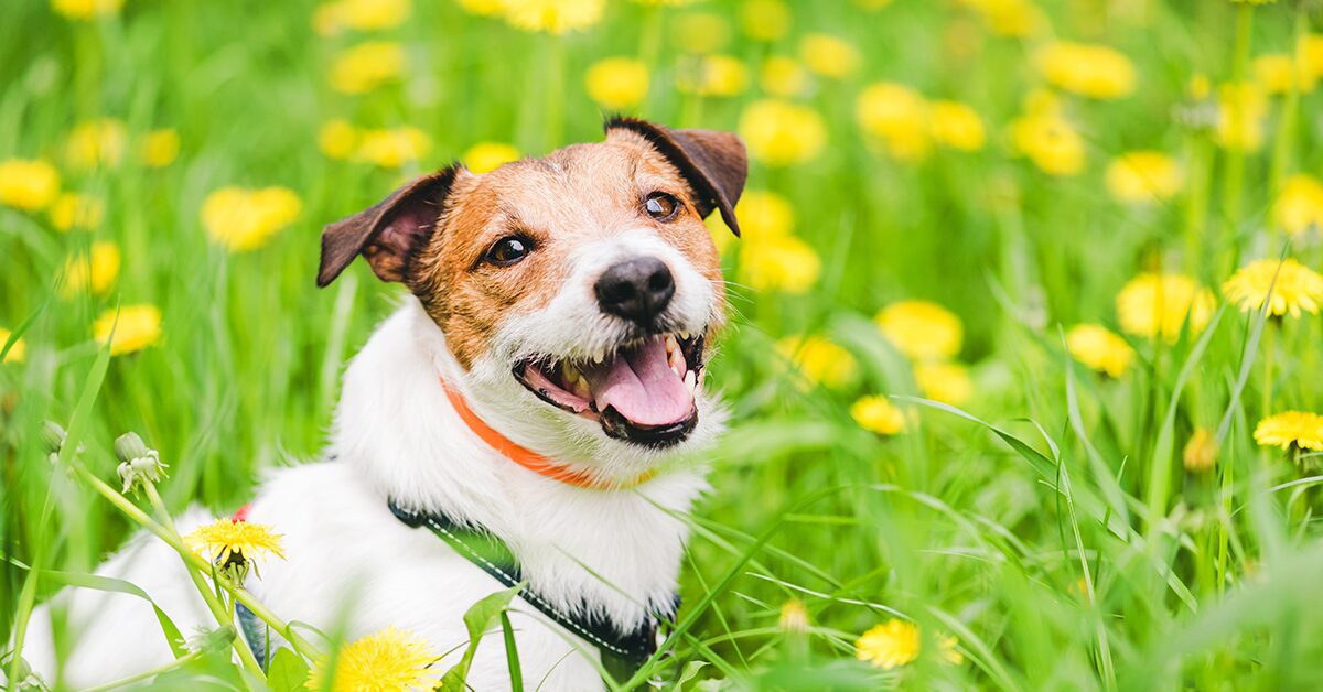 can flea collars make a dog sick