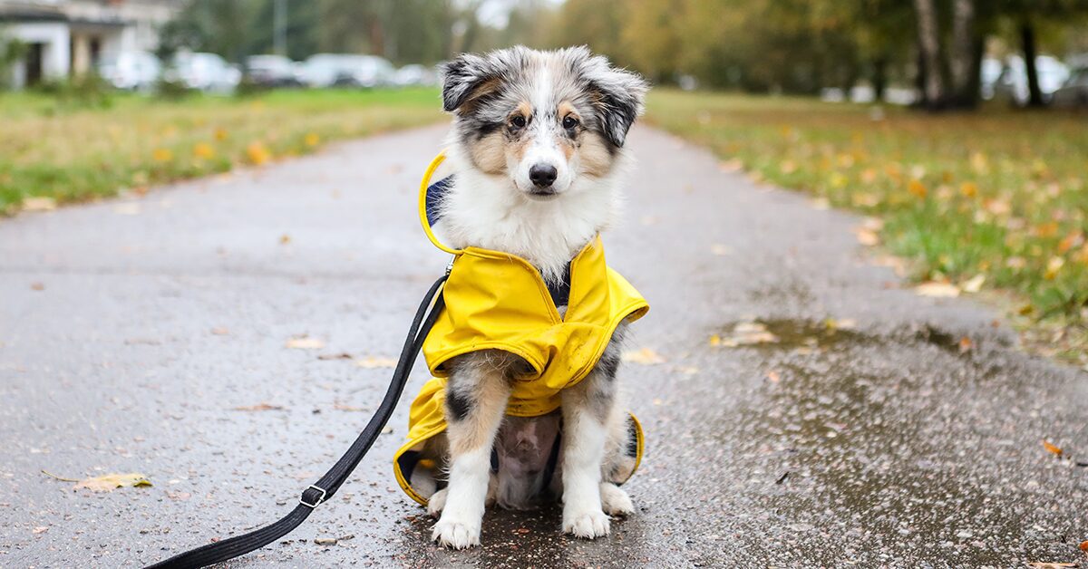 The Best Dog Raincoats of 2023 — Pumpkin®