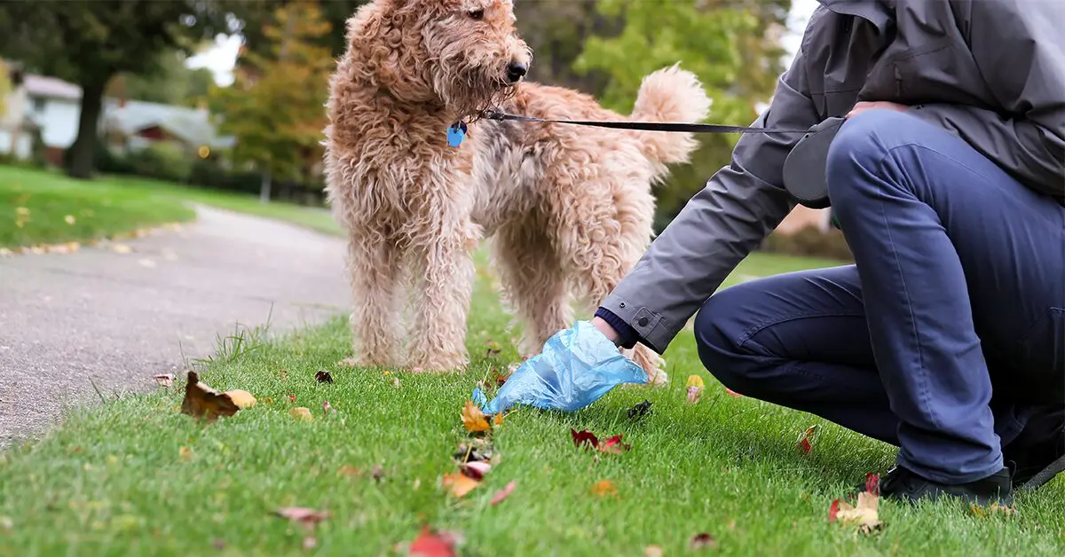 can dog poo blind a child