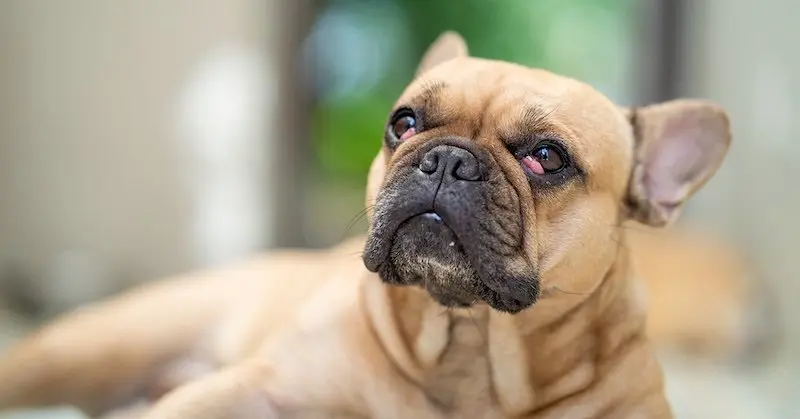 How Serious Is Cherry Eye In Dogs