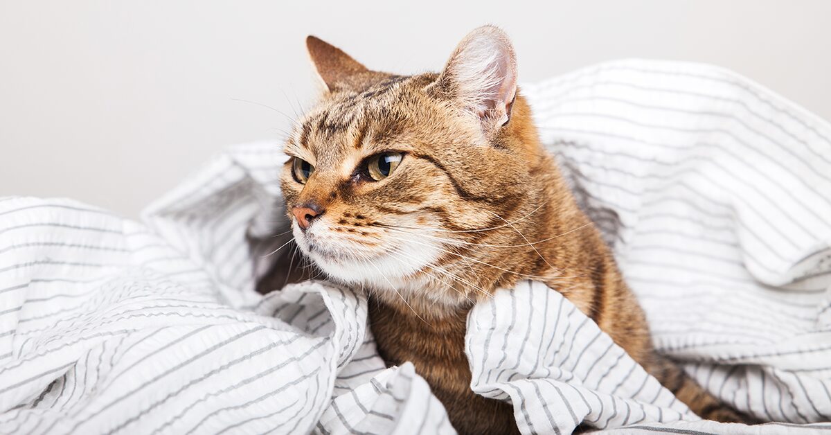 pneumonia in cats contagious to humans