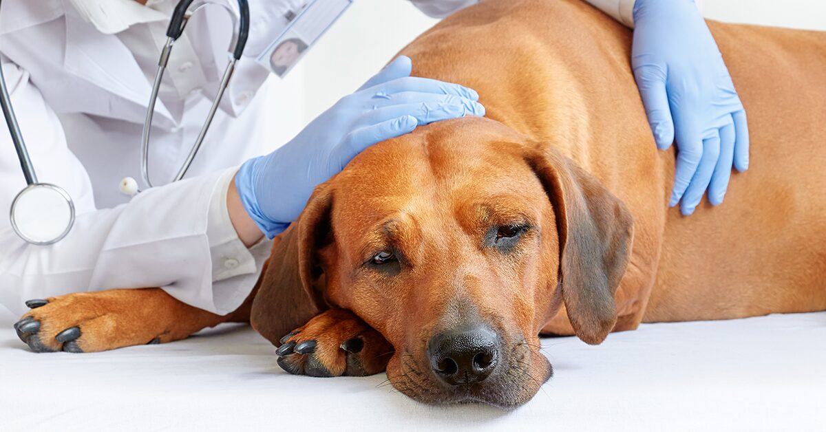 can dogs with seizures fly