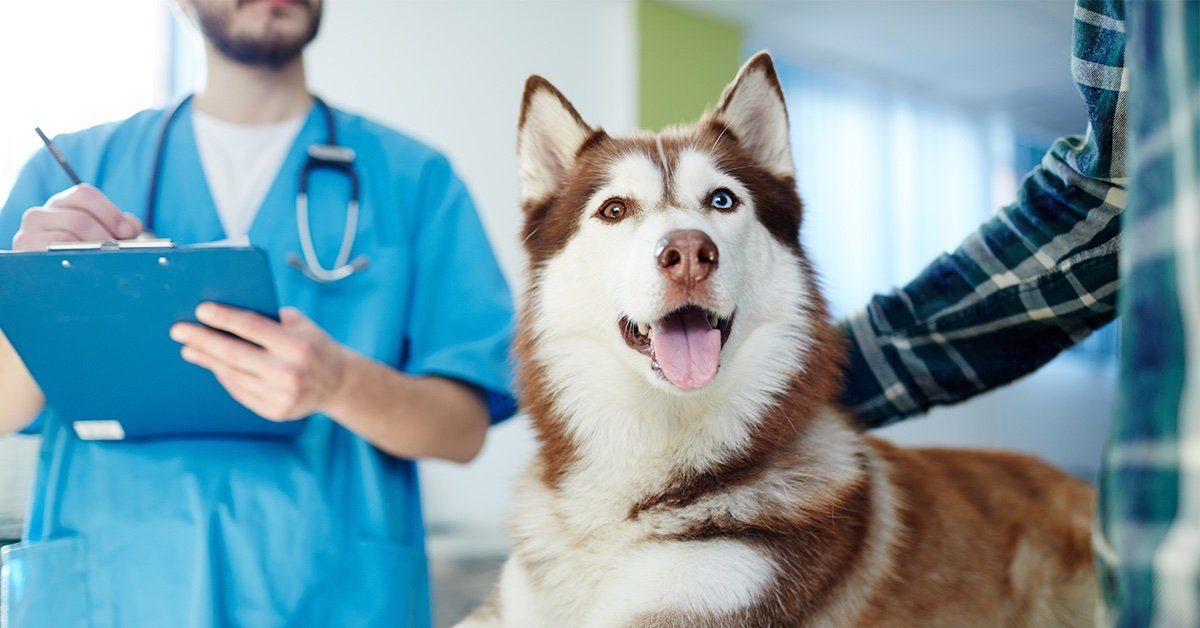The Difference Between Pet Insurance and Preventive Care - Pumpkin® The Difference Between Pet Insurance and Preventive Care - Pumpkin®