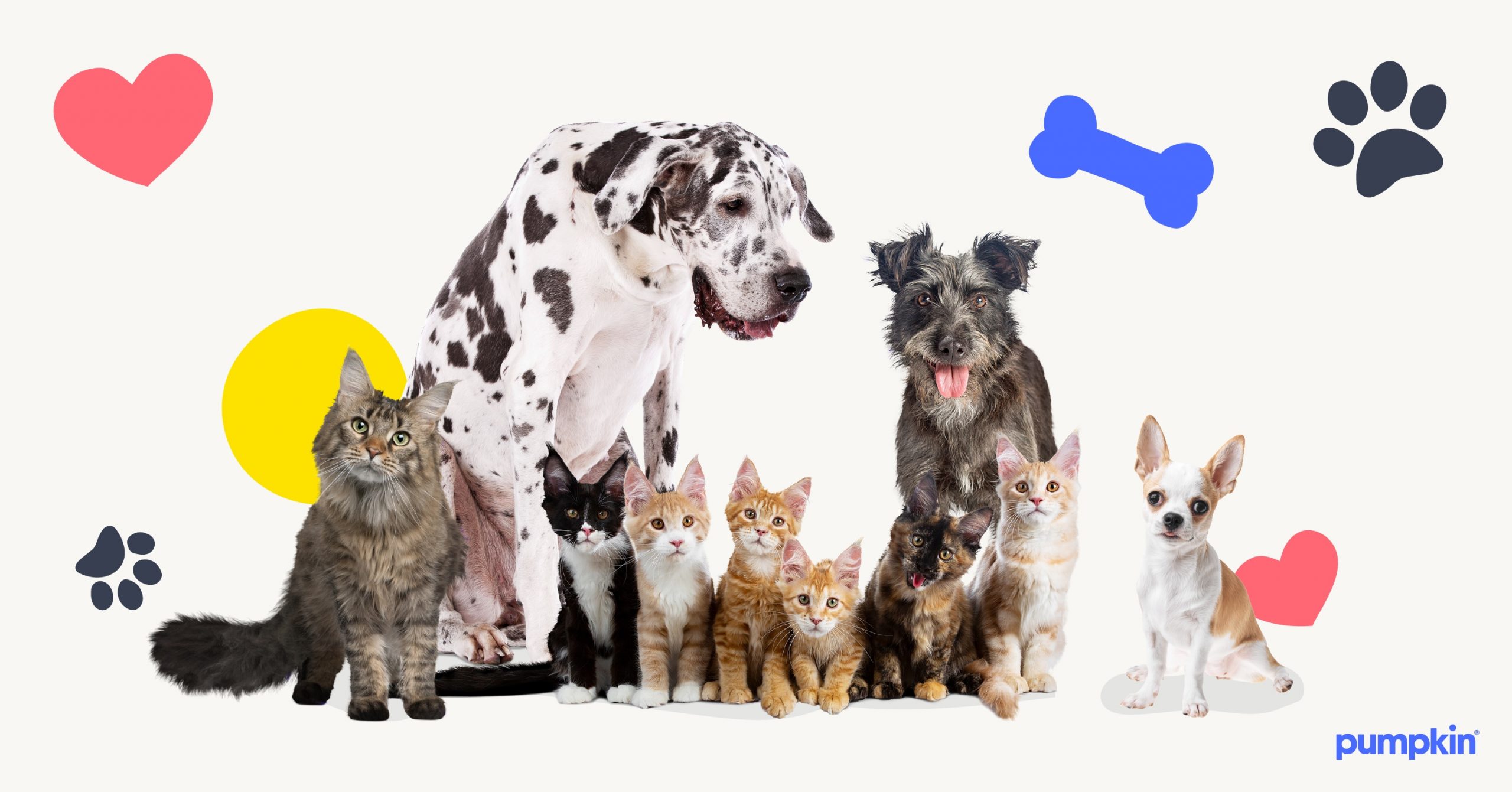 Pet Insurance for Multiple Pets — Pumpkin®