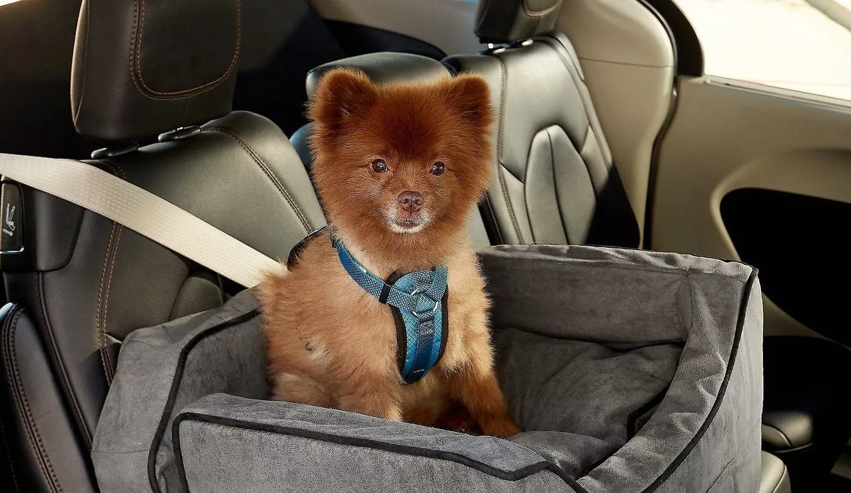 Dog Car Seats: Everything you need to know