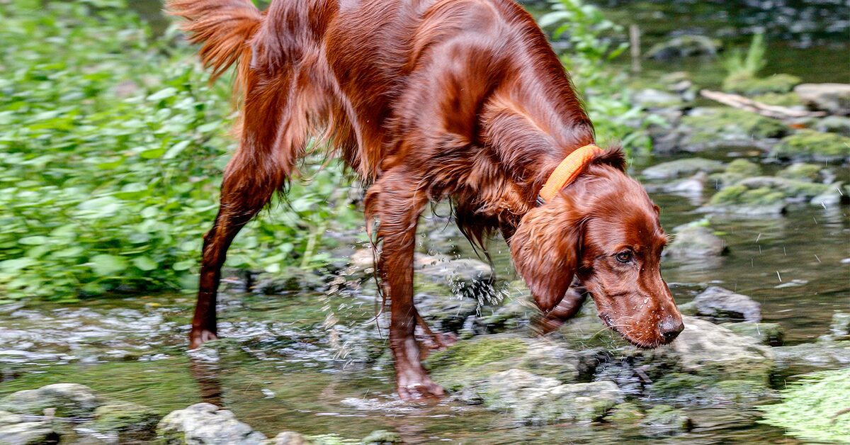 Hookworms in Dogs: How to Spot the Signs — Pumpkin®