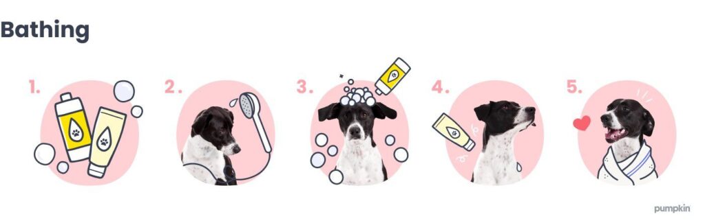 how-to-bathe-dog-diagram_dog-health
