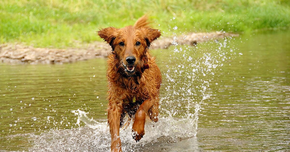 a dog running through a stream