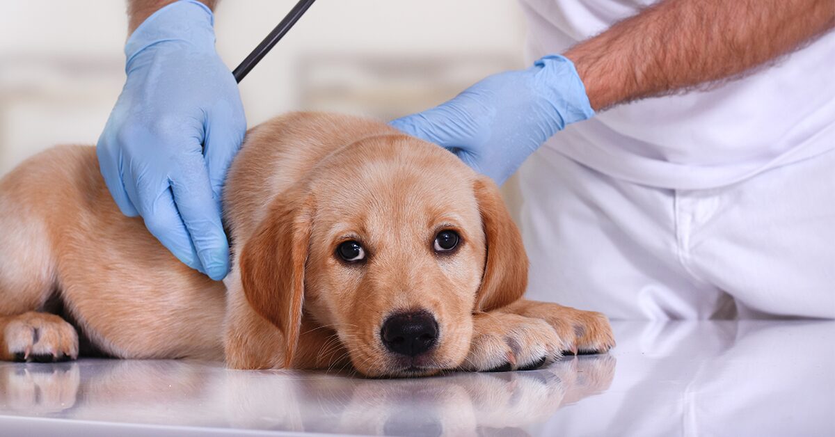 what are symptoms of tapeworms in dogs