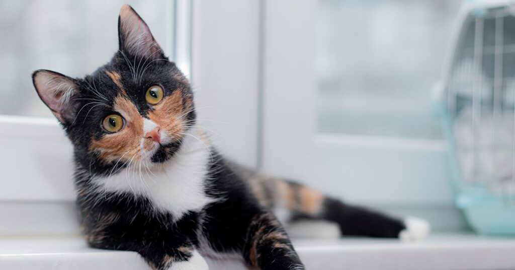 Unexplained Weight Loss In Cats What It Could Mean Pumpkin unexplained-weight-loss-in-cats-what-it-could-mean-pumpkin