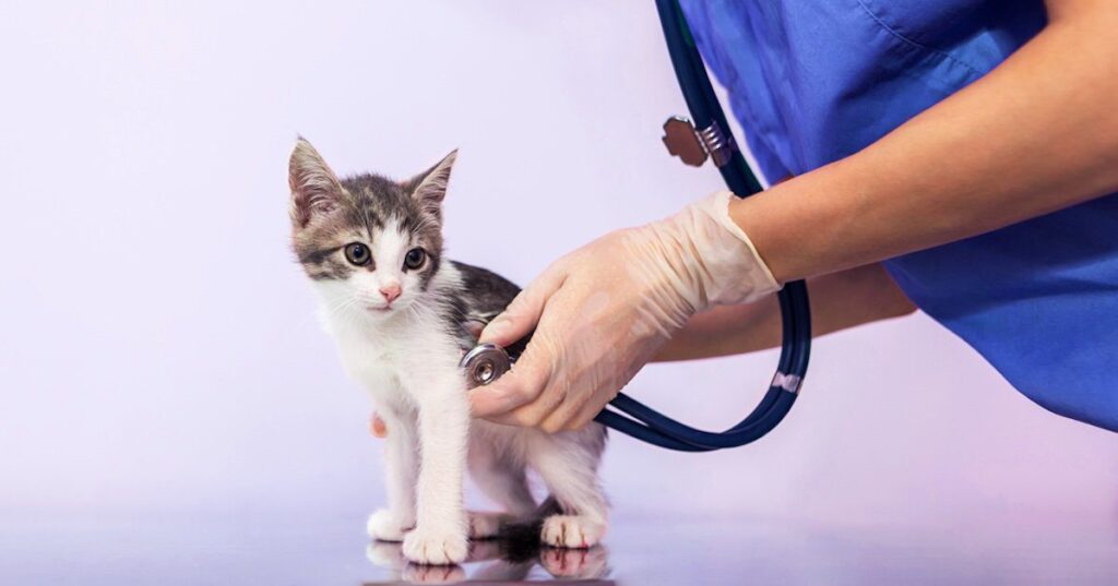 how much is a first vet visit for a cat