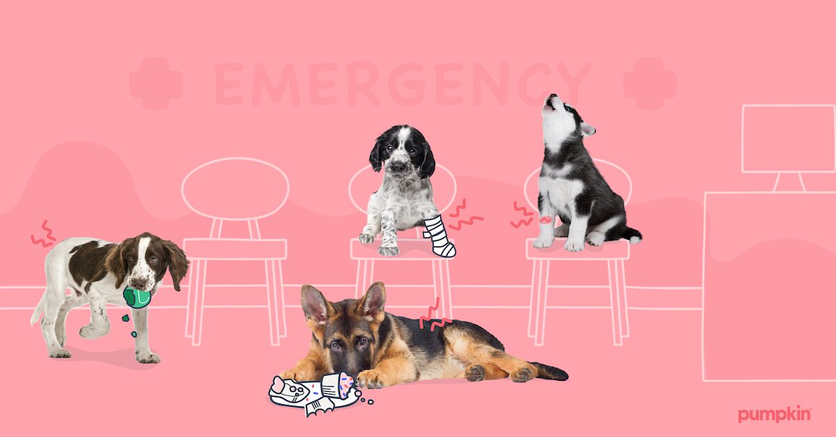 The 10 Most Common Puppy Accidents and How To Avoid Them - Pumpkin® The 10 Most Common Puppy Accidents and How To Avoid Them - Pumpkin®