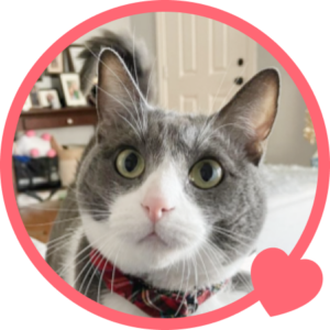 Cat owner testimonial