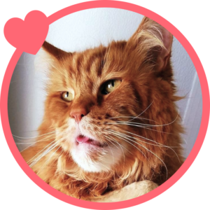 Cat owner testimonial