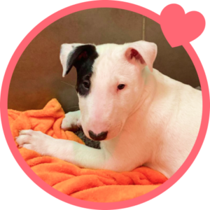 Dog owner testimonial