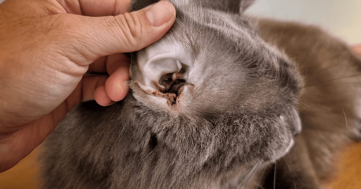 can ear mites spread from cat to dog