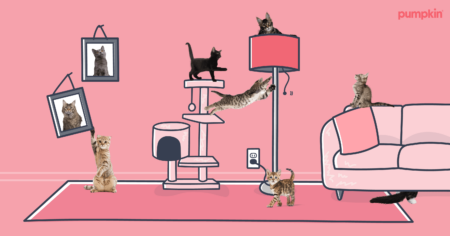how-to-kitten-proof-your-home