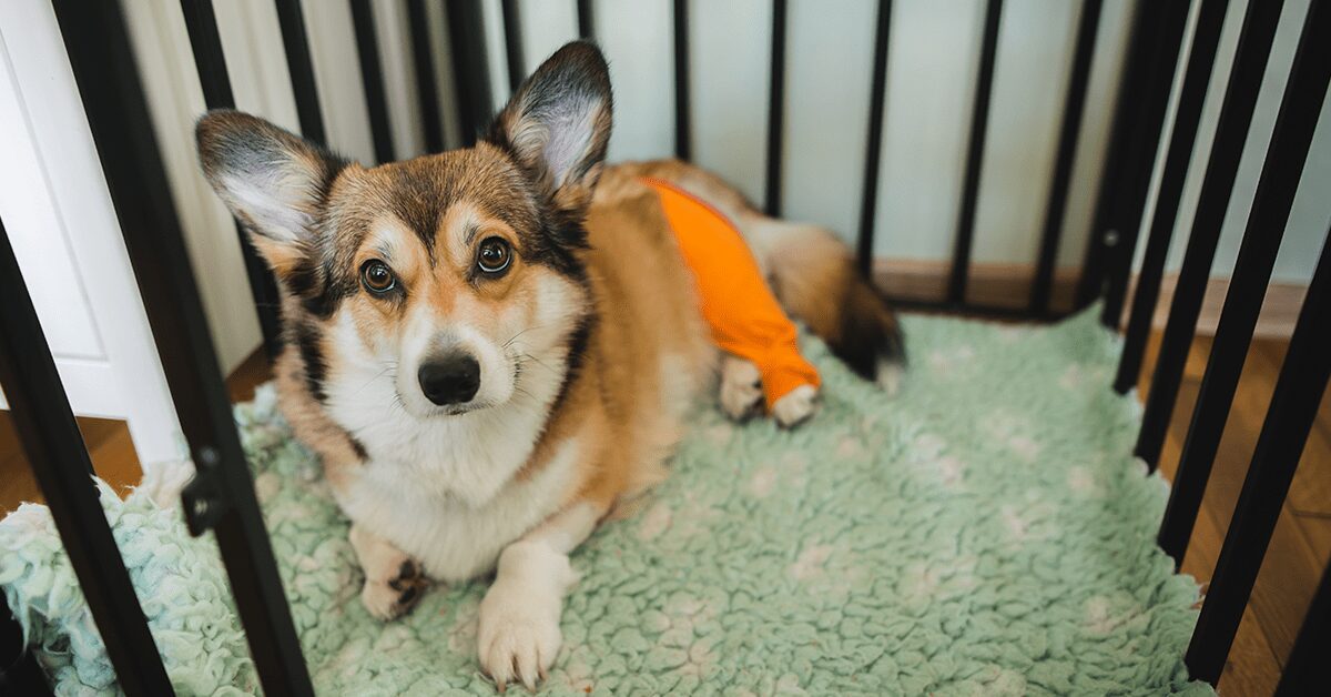 patellar-luxation-in-dogs