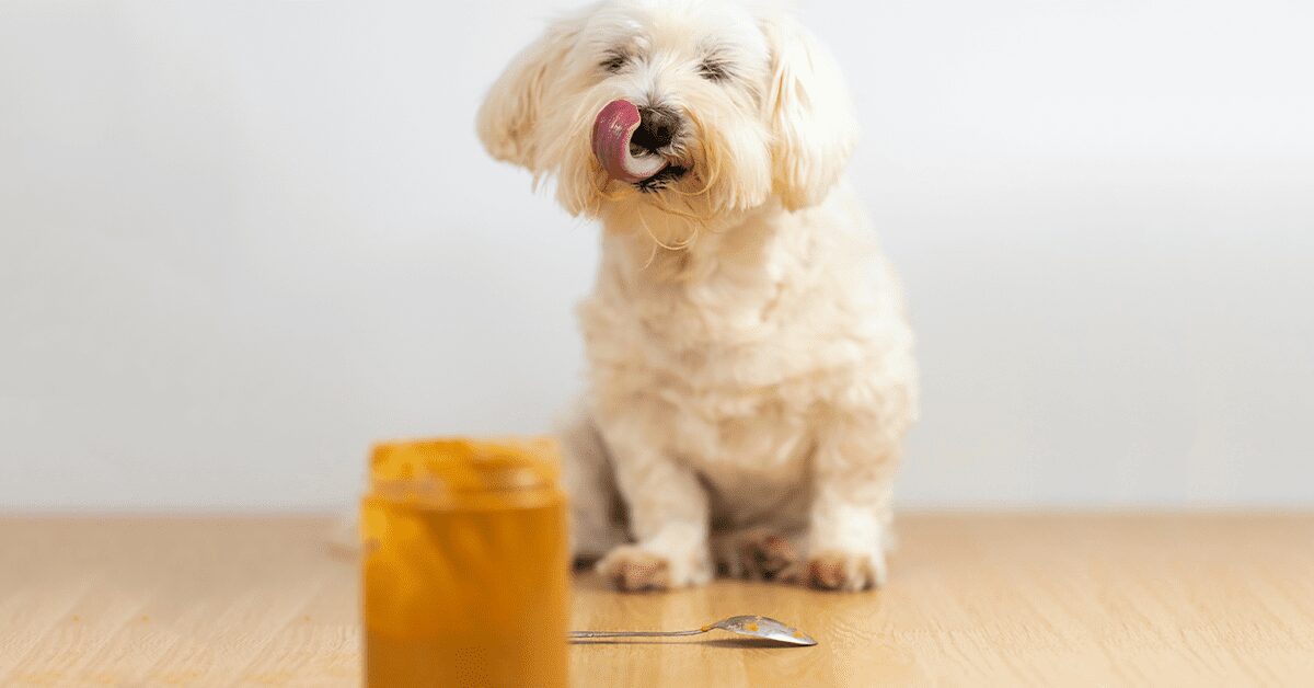Dog ate toothpaste clearance with sorbitol
