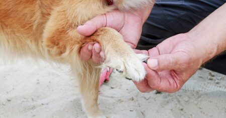 Hands holding dog’s nail as it’s lifting its paw