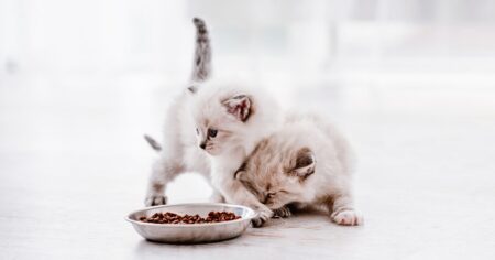 how-much-to-feed-a-kitten