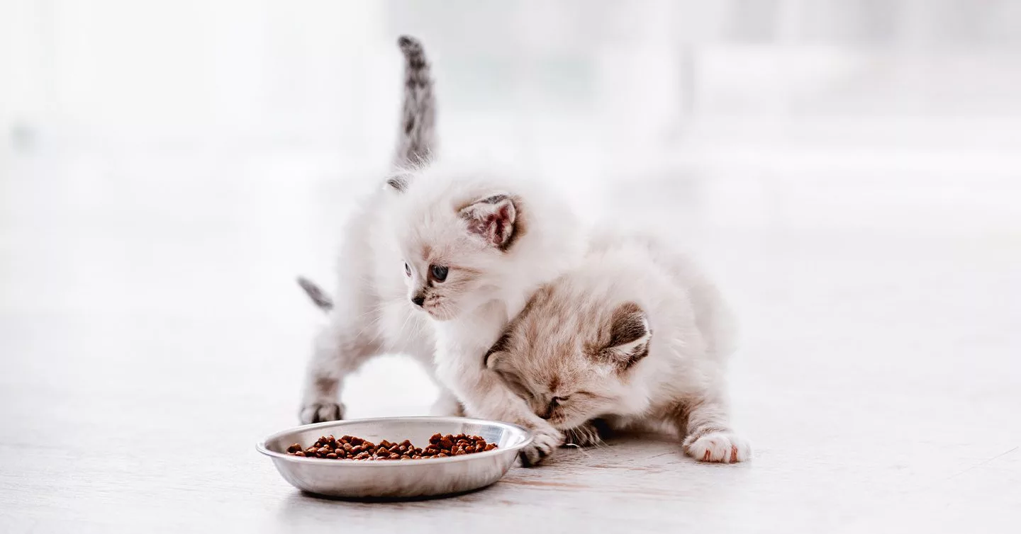 Kitten Feeding Chart: How Much To Feed Your Fur Ball — Pumpkin®