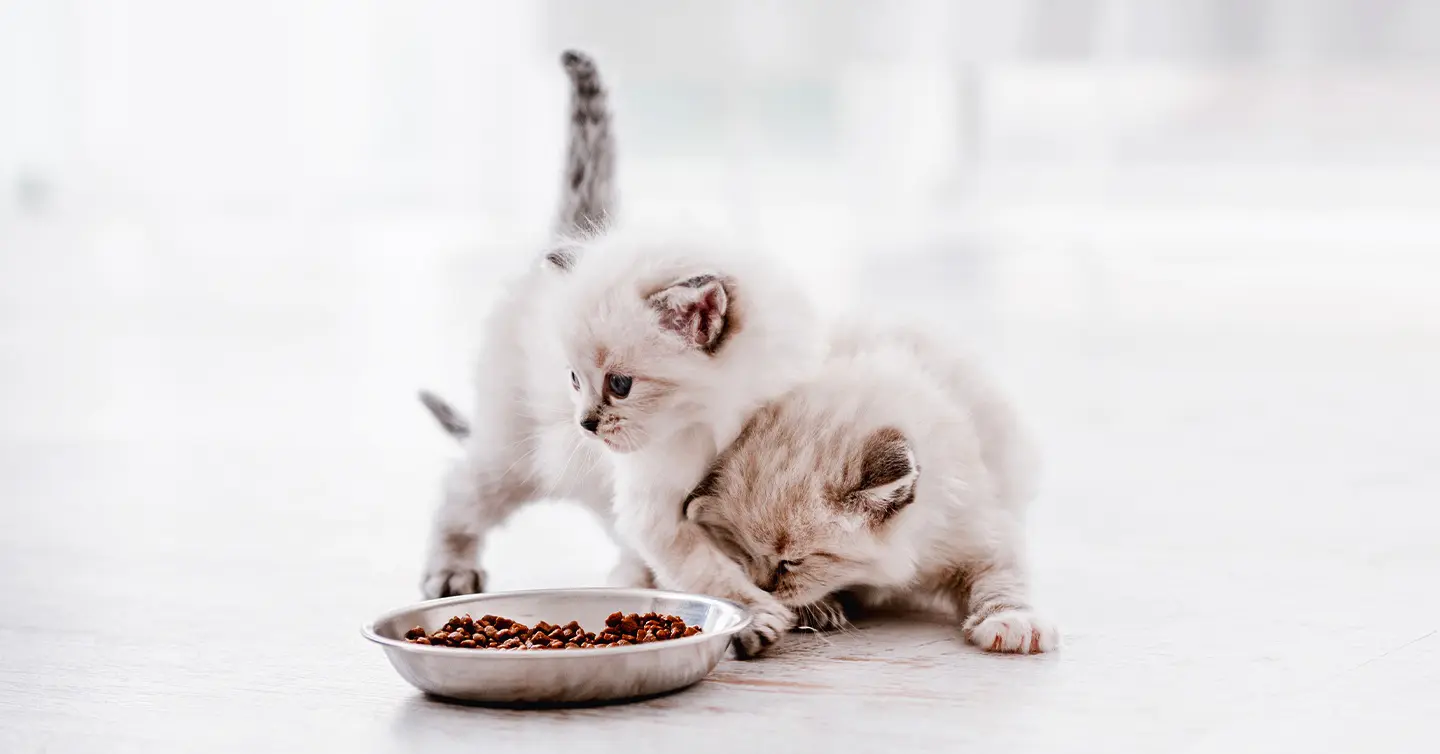 Kitten Feeding Chart: How Much To Feed Your Fur Ball - Pumpkin®