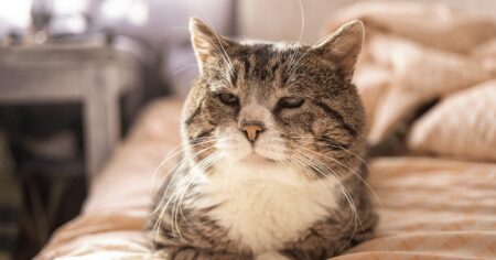 when-is-a-cat-considered-senior