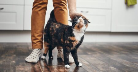 a calico cat rubs up against her owner's legs