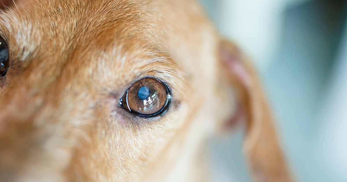 Everything You Need To Know About Cataracts in Dogs - Pumpkin®